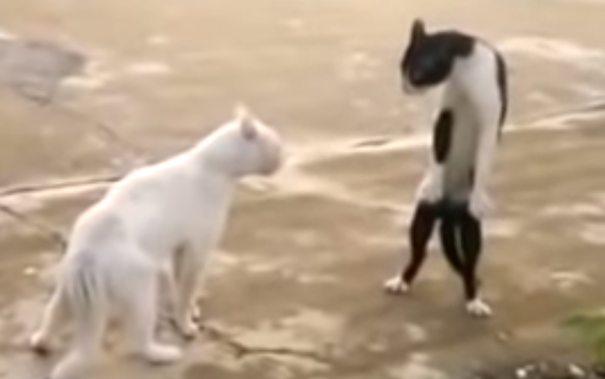 驚愕】立って威嚇する猫【立つ猫】 u2013 YouTube 猫動画.tv